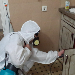Дезинфекция от муравьев в квартире в Деденево